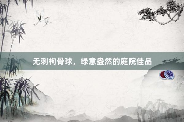 无刺枸骨球，绿意盎然的庭院佳品